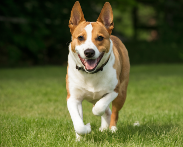Canine Enrichment: Essential Tips F0R Mental Stimulation and Engagement