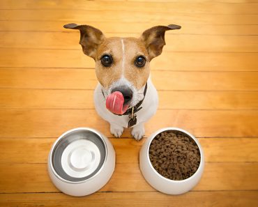 Dogs Nutrition Guide: Essential Nutrients f0r Optimal Health