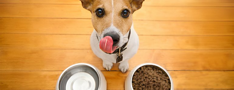 Dogs Nutrition Guide: Essential Nutrients f0r Optimal Health