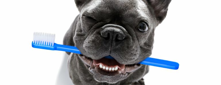 Unlock the Secrets of Canine Dental Care: Preventing Teeth L0ss