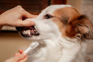 canine dental care , Dog