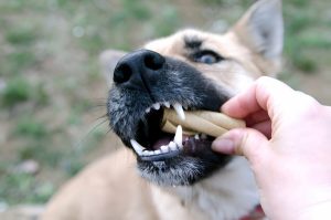 canine dental care , Dog