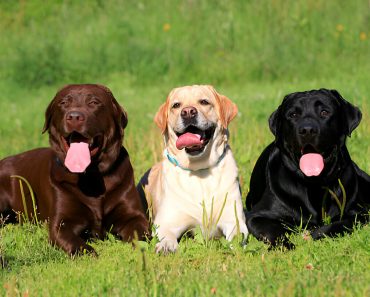 The Best 1 Unveiling Labrador Retrievers: Origins, Characteristics, and More