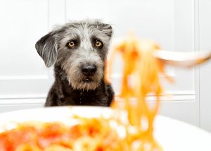 Dogs Eat Pasta