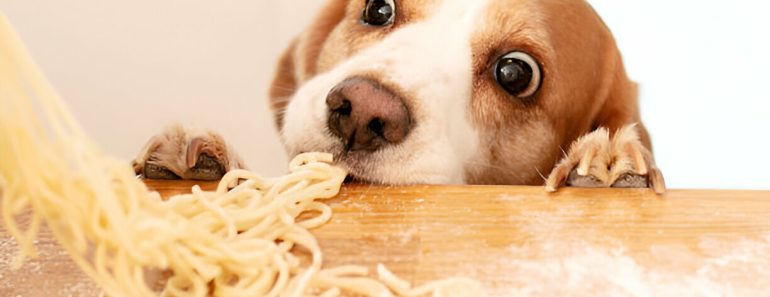 Can Dogs Eat Pasta? 7 Risks, Best Benefits, and Guidelines