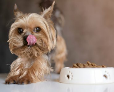 The 5 Guide to Choosing the Best Dog Food: Key Tips and Considerations