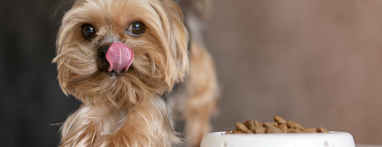 The 5 Guide to Choosing the Best Dog Food: Key Tips and Considerations