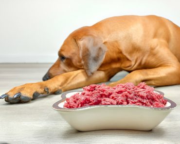 5 Toxic Foods For Dogs: Why Pork Is Dangerous | Pet Health Tips