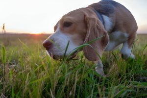 Dangers of dogs eating grass