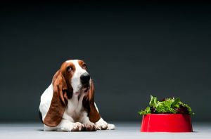 dog diet , canine nutrition
