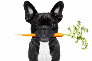 dog diet , canine nutrition