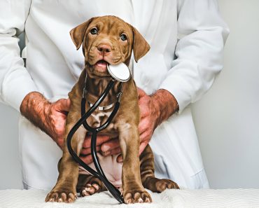10 Vital Signs of Common Health Issues in Dogs | Expert Veterinary Care Guide