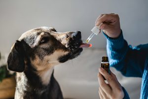 Common Health Issues in Dogs
