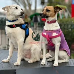 Dog Training Collars