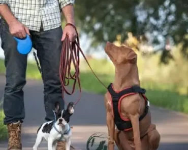 Mastering Dog Training Collars: Types, Techniques, and Safety Tips 1