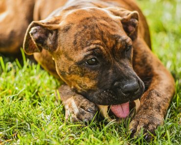 Hidden 5 Dangers of Dogs Eating Grass: Causes, Risks, and Prevention Tips