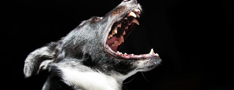 Top 13 Dangerous Dog Breeds: Risks & Safety Tips for Owners