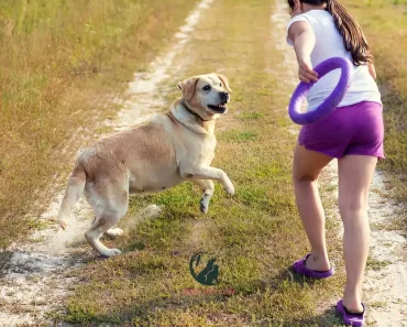 The Importance of Regular Exercise for Dogs: Keep Your Pup Healthy and Happy 1