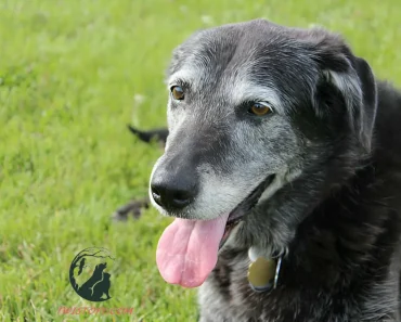 Caring for Senior Dogs: Tips for Comfort and Quality of Life in Their Golden Years 1