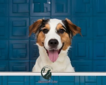 How to Get Your Dog to Love Baths ? :1 A Comprehensive Guide