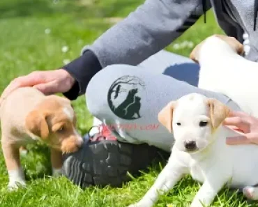 Effective Puppy Training Tips: 1 A Guide for New Dog Owners