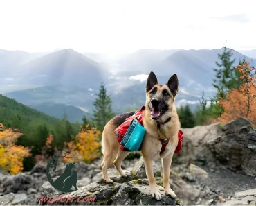 Comprehensive 1er Guide to German Shepherd Care, Training, and Health