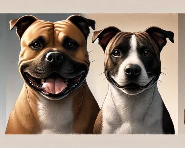 Top 1 Best American Staffordshire Terrier vs. Staffordshire Bull Terrier: Key Differences Explained