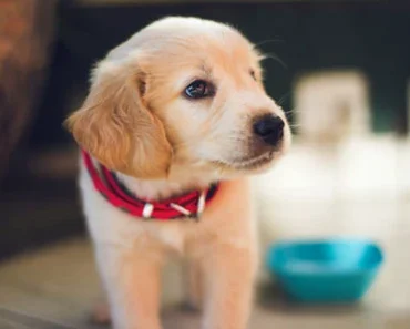 10 Easy Steps to Transition Your Puppy to Solid Food for a Healthy Start