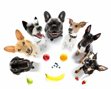 Fruits and Vegetables Safe for Dogs: A Complete Guide to Healthy Treats