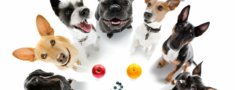 Fruits and Vegetables Safe for Dogs: A Complete Guide to Healthy Treats