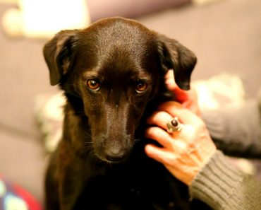 How to Help a Dog With Separation Anxiety: 10 Effective Training Tips