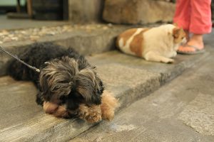 Benadryl for dogs