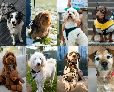 30 Hypoallergenic Dogs That Don’t Shed Much and Are Affectionate