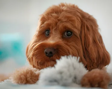 Cavapoo Traits: 5 Reasons Why This Hybrid Dog Is the Perfect Companion