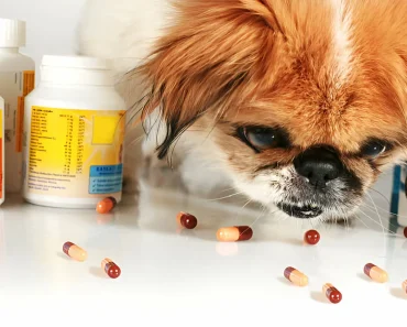 5 Benefits of Gabapentin for Dogs