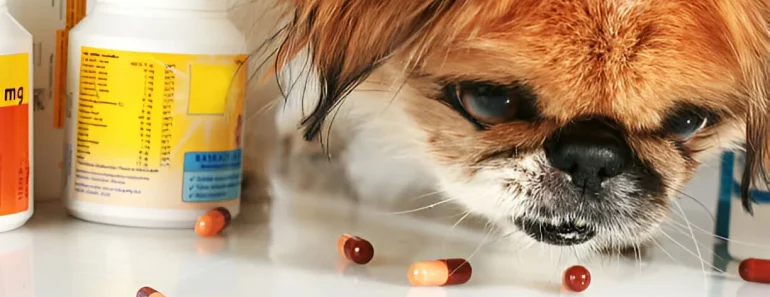 5 Benefits of Gabapentin for Dogs